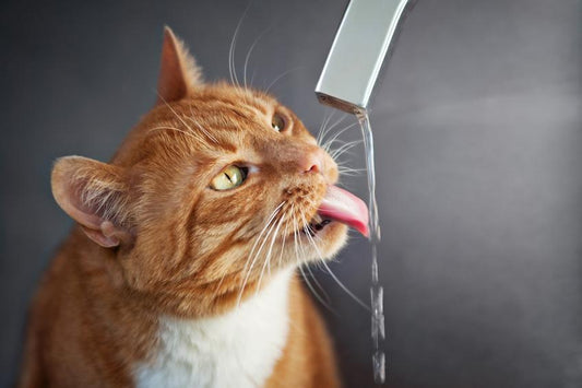 "La importancia de la hidratación: ¿Por qué tu gato necesita una fuente de agua?"